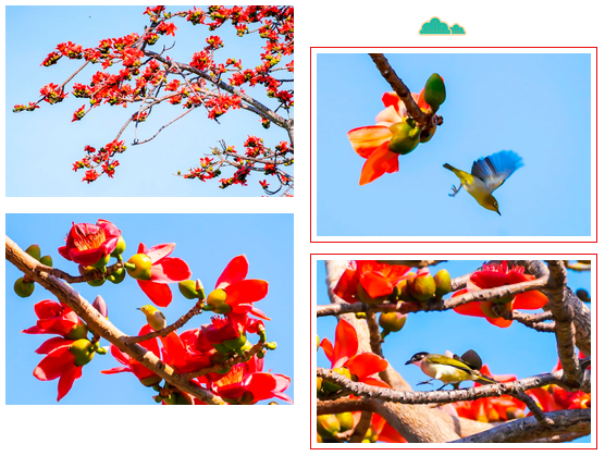 三亚旅游文化发展集团有限公司