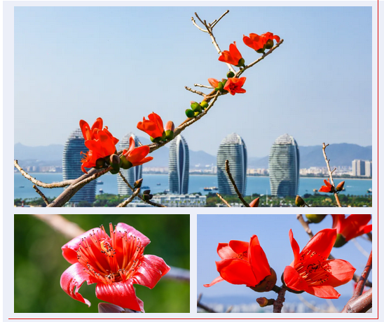 三亚旅游文化发展集团有限公司