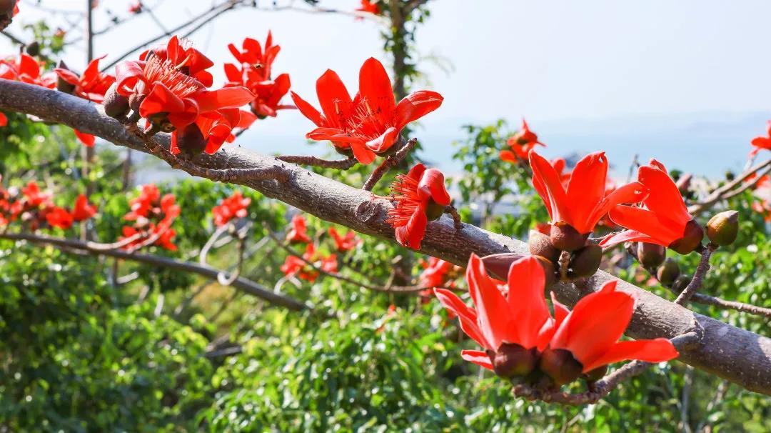 三亚旅游文化发展集团有限公司