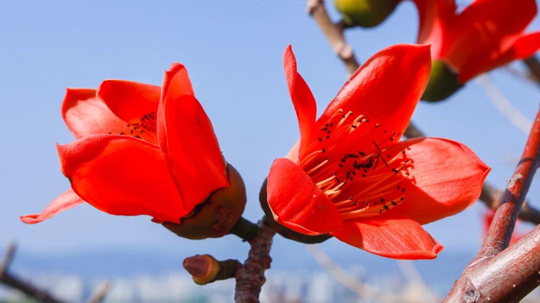 三亚旅游文化发展集团有限公司