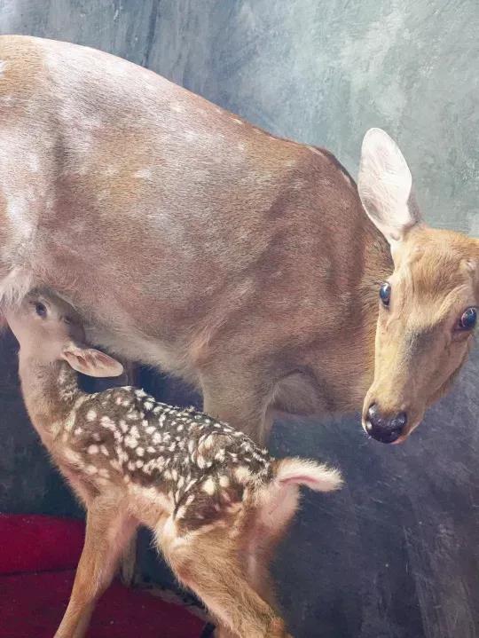 三亚旅游文化发展集团有限公司
