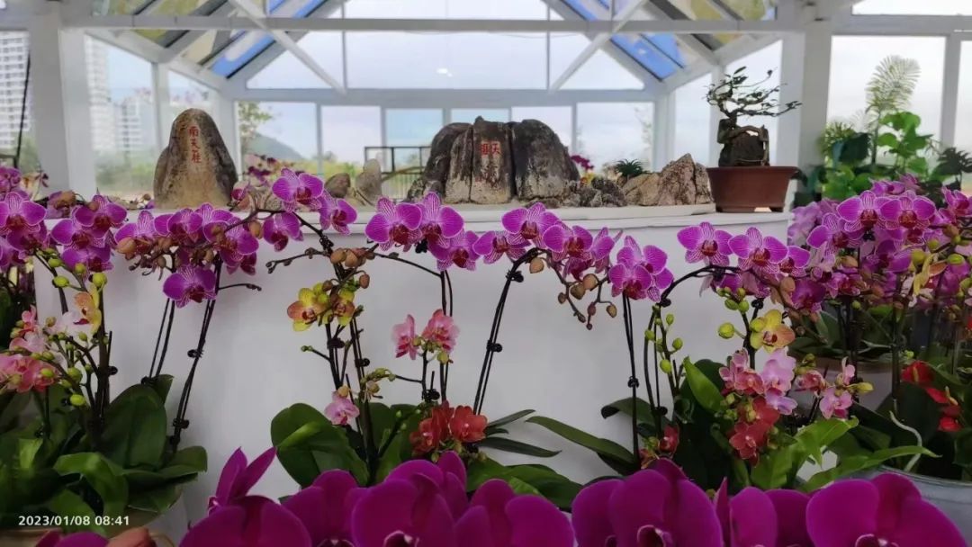 三亚旅游文化发展集团有限公司