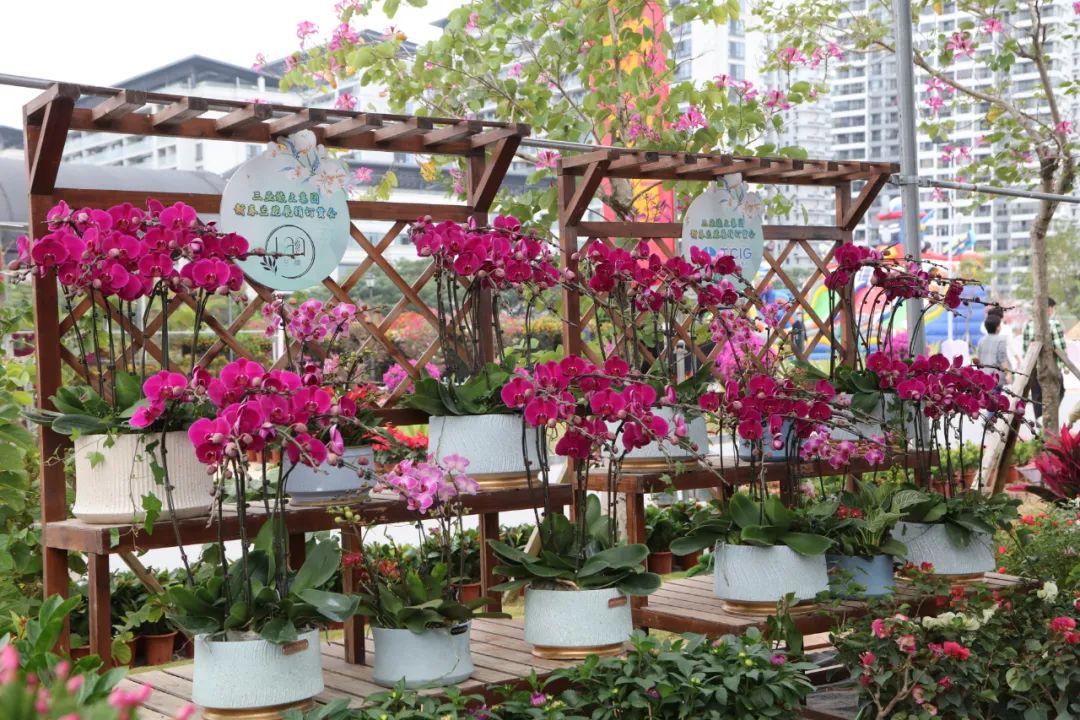 三亚旅游文化发展集团有限公司