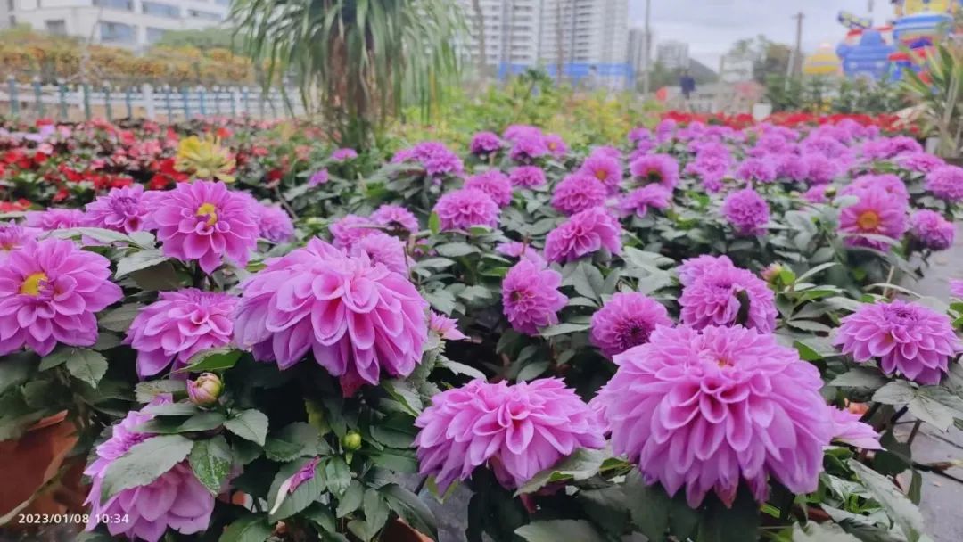 三亚旅游文化发展集团有限公司