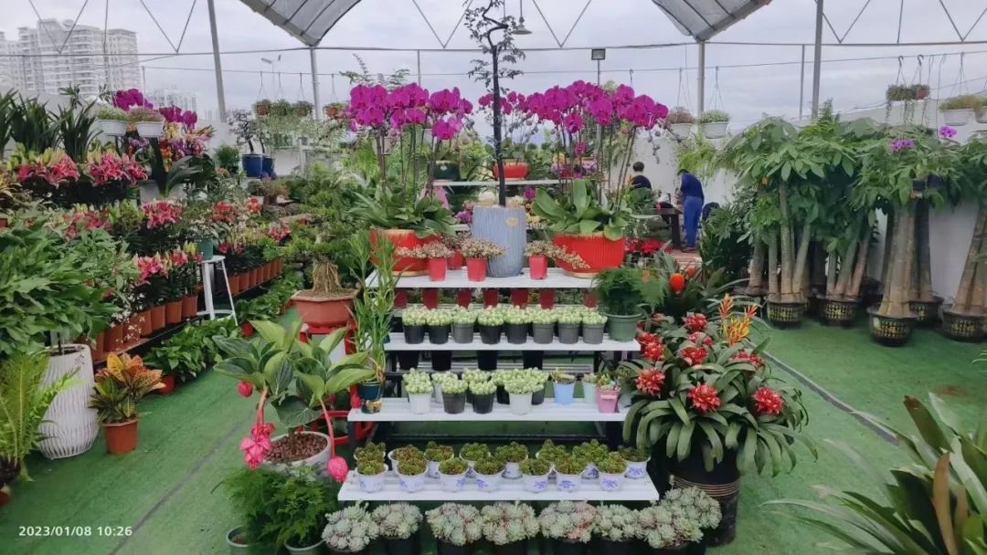 三亚旅游文化发展集团有限公司