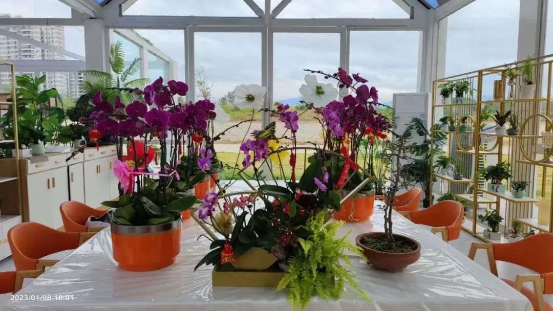 三亚旅游文化发展集团有限公司