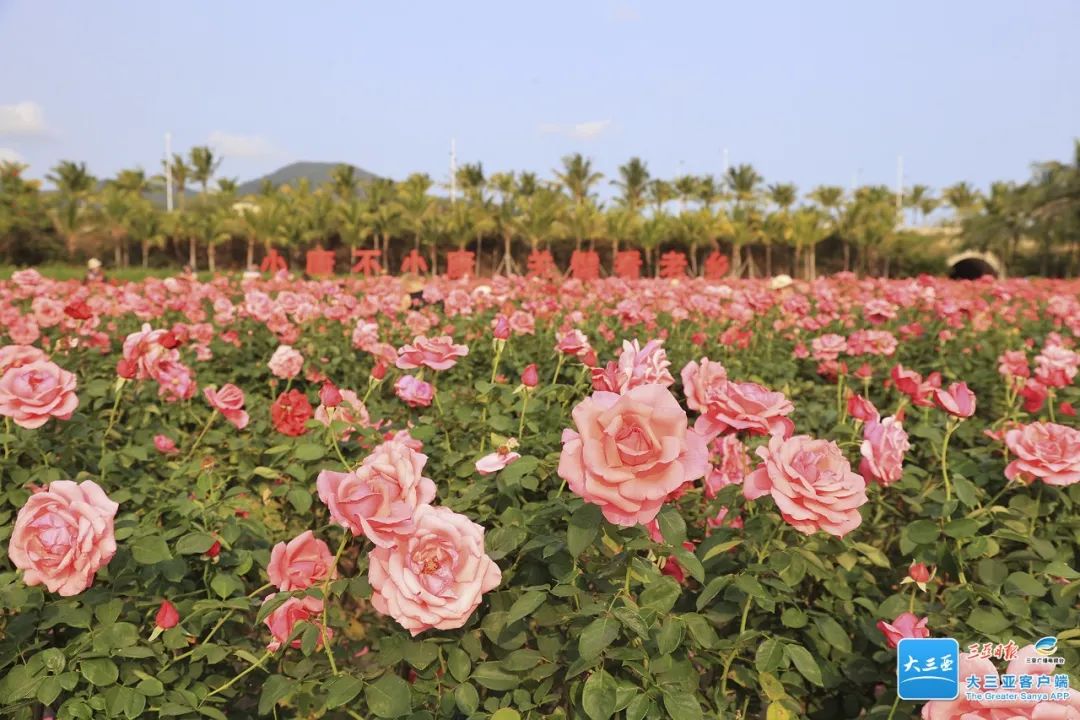 三亚旅游文化发展集团有限公司