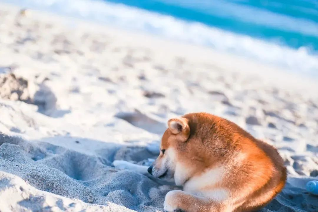 三亚旅游文化发展集团有限公司