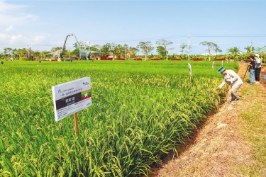 国家南繁科研育种基地（海南）全面复工