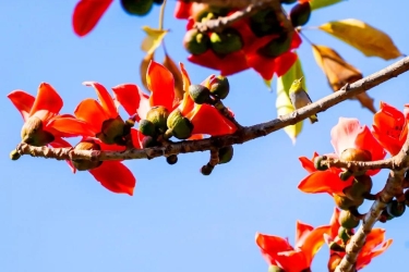 赏花正当时 | 三亚旅文集团三大景区木棉花竞相绽放