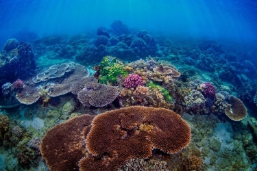 潜水节 | 新潮“玩海” 海南国际潜水节火热进行 破5.4亿视频播放量