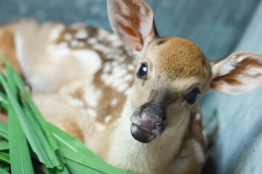 喜讯｜鹿回头喜降“祥瑞”，逐鹿亭新添小可爱