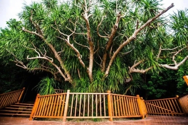 探秘洞天博物馆之寿比南山不老松